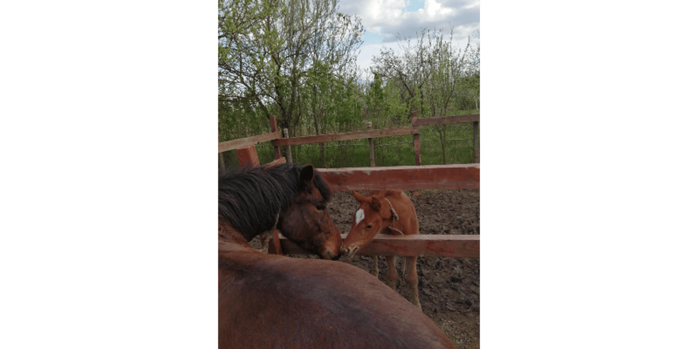 Horse feeding