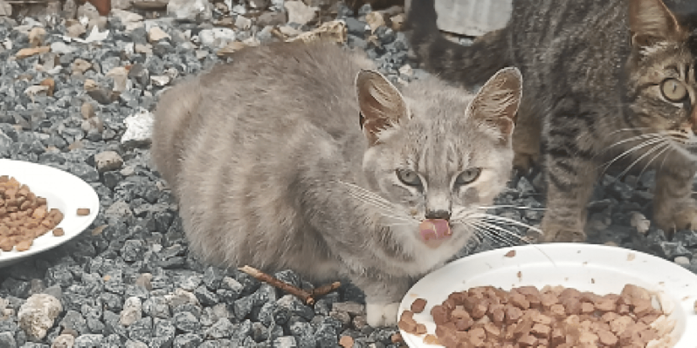 Hjælp til hjemloese Katte på Thisted havn
