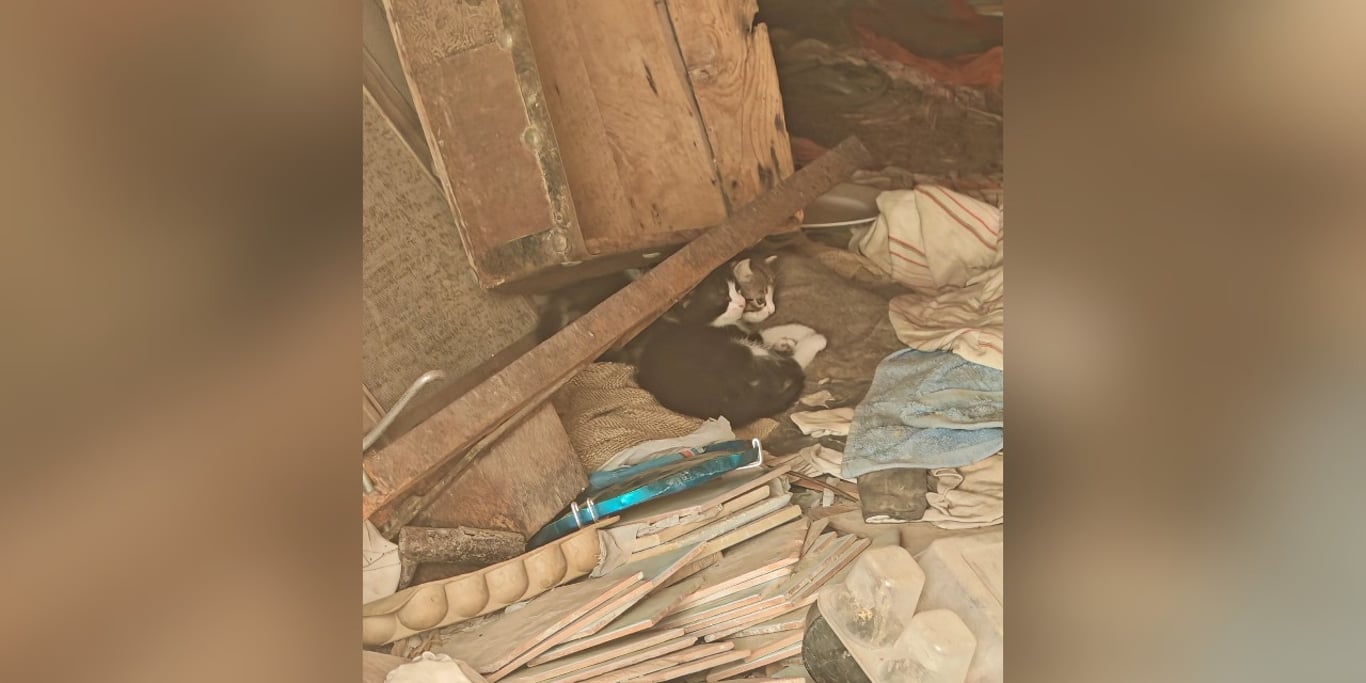 Ayuda para animales abandonados en las calles de la provincia de Alicante.