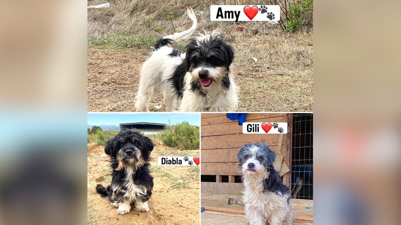 Support 3 dogs’ rescue story