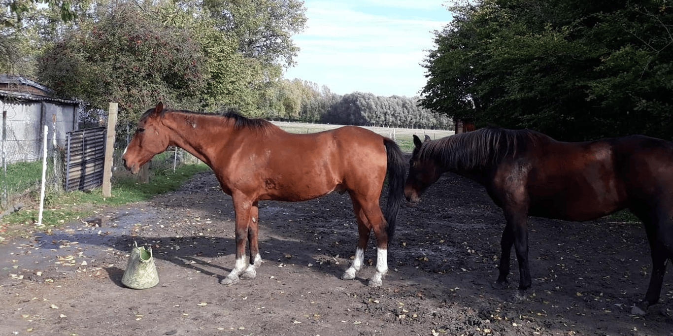 Parrainage du vieux cheval ARTABAN