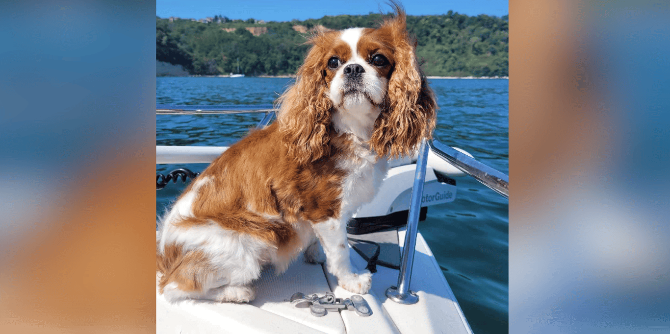 Да вземем нашия Cavalier King Charles Freckles със семейството ни в ЮАР