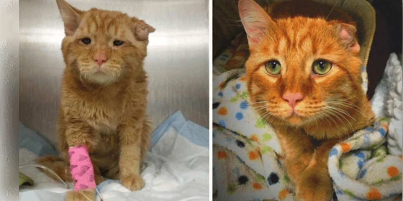 🏡 Give Strays a Second Chance  / O a doua șansă pentru animalele străzii
