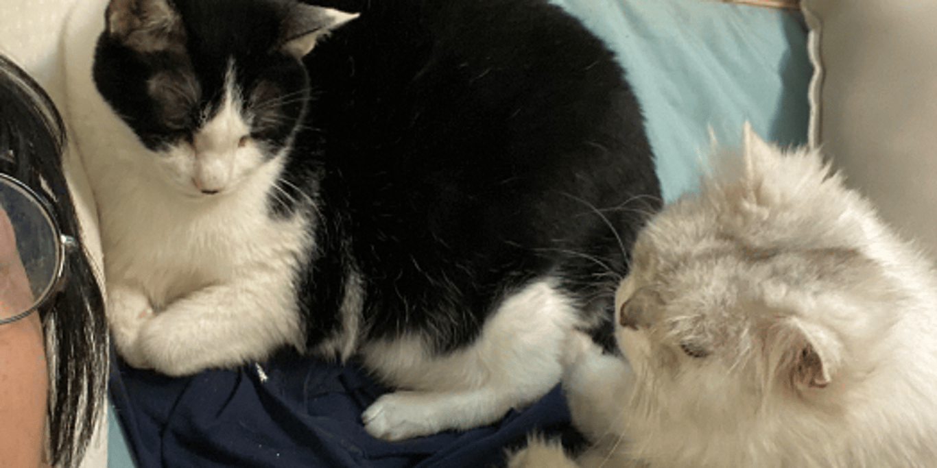 Help Provide Three Months of Care for 23 Animals in Taiwan