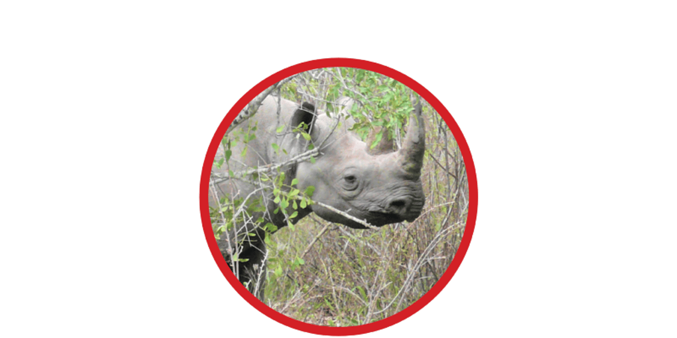 Black Rhino