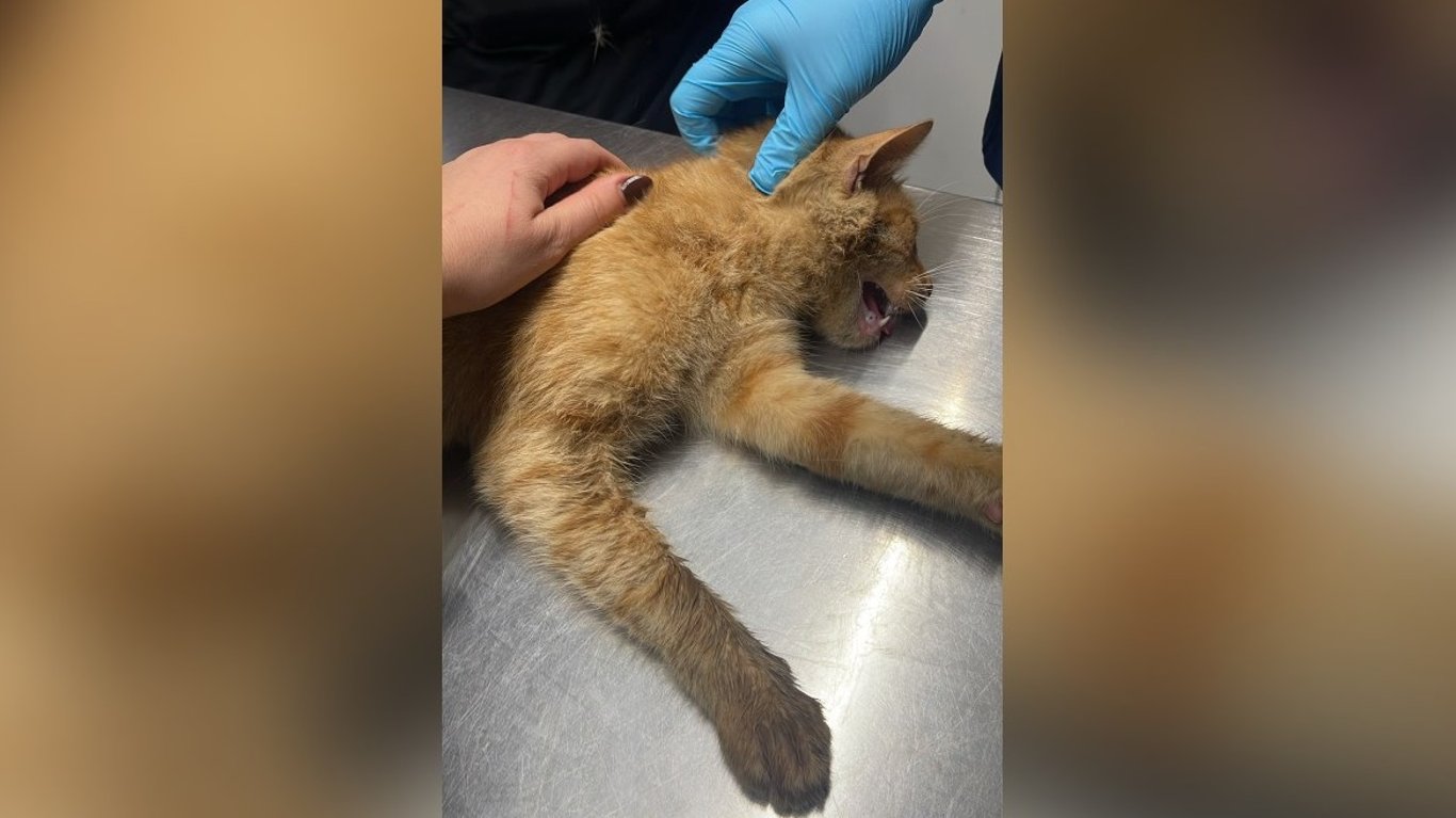 Help Save This Little Orange Cat – Her Spine Is Broken