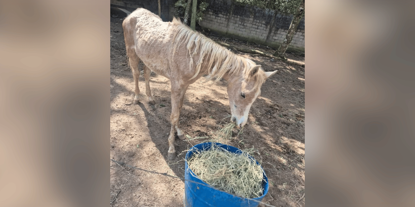 A safe haven for horses in need