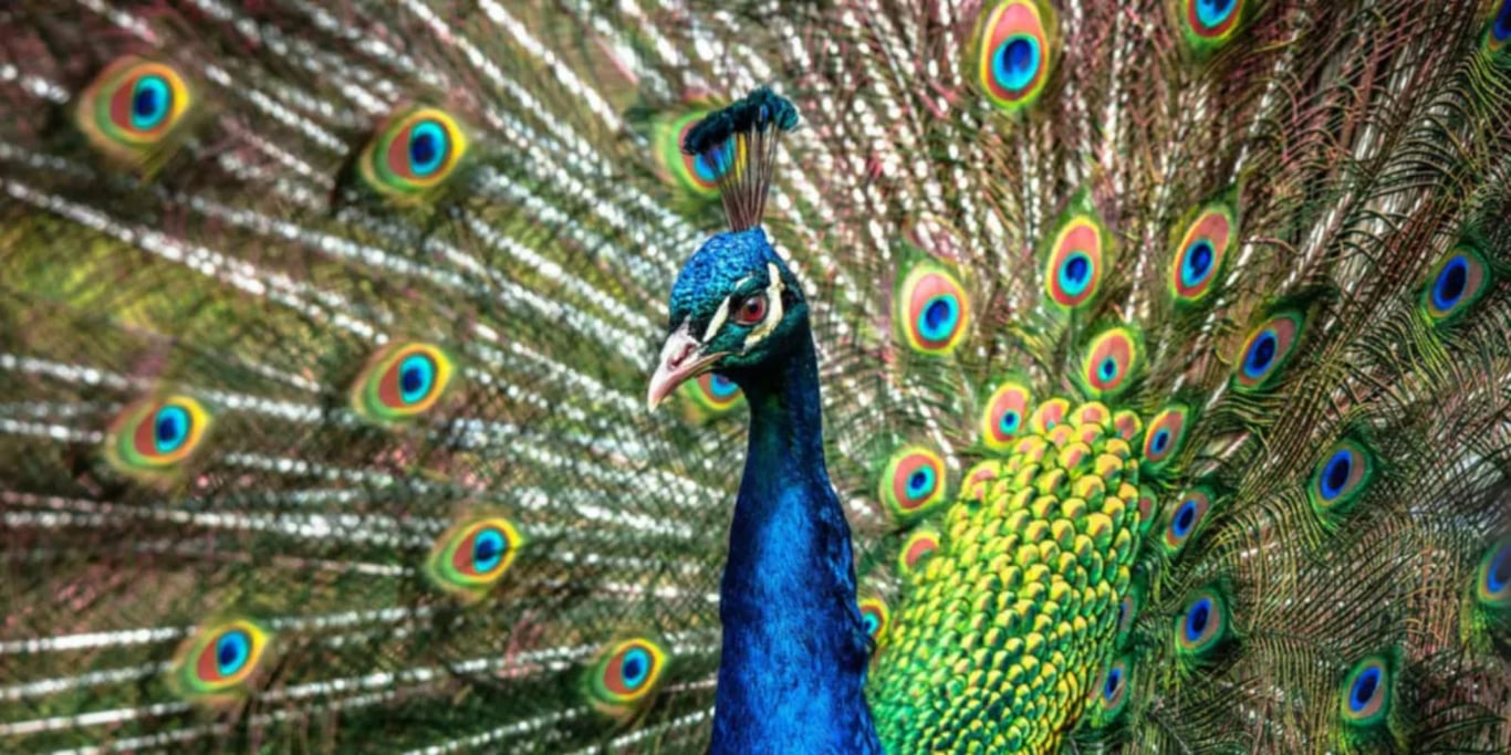 Ajude a Fazendinha do Pavão Orgulhoso a ficar mais bonita.