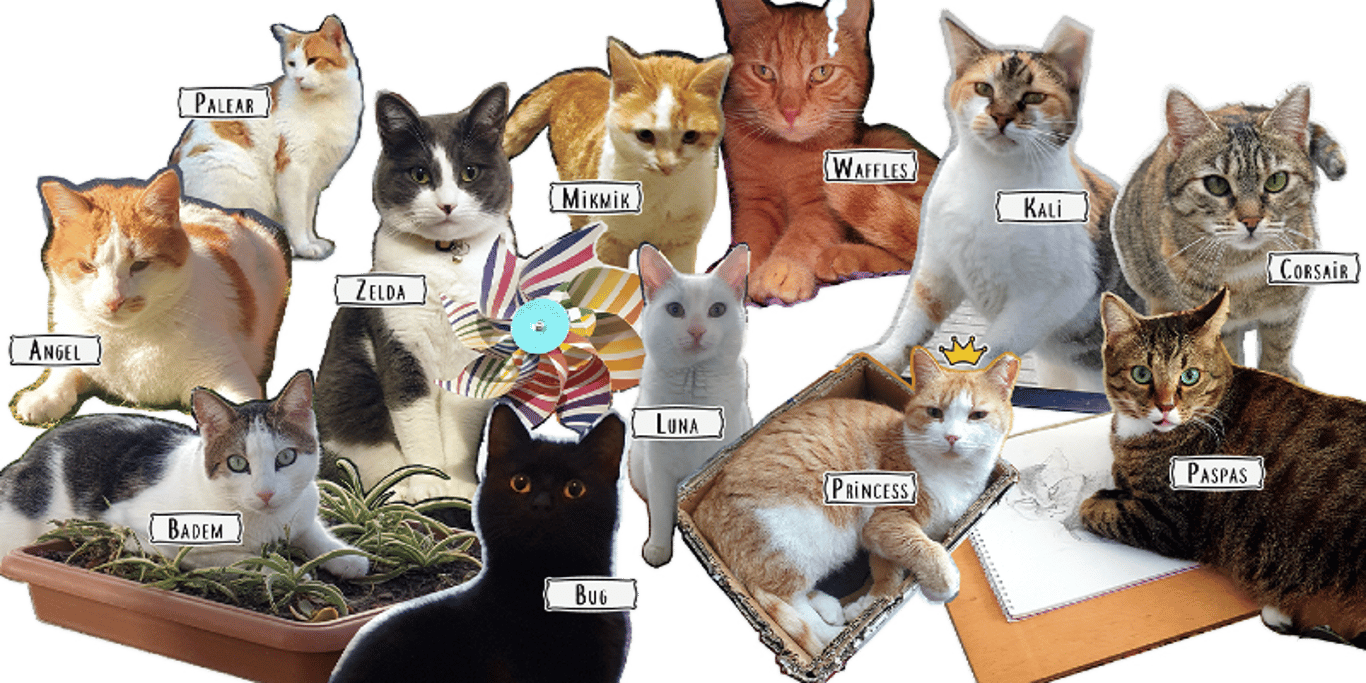 Help Del to Care for Cats & Pay Vet Bills