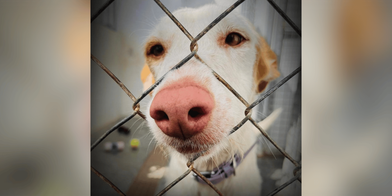 Pepito Dog Shelter