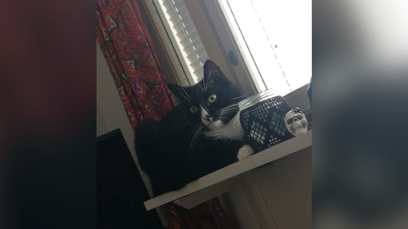 surgery for my cat