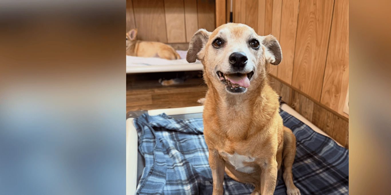 Support for Vet Bills,Food&Rescue Care