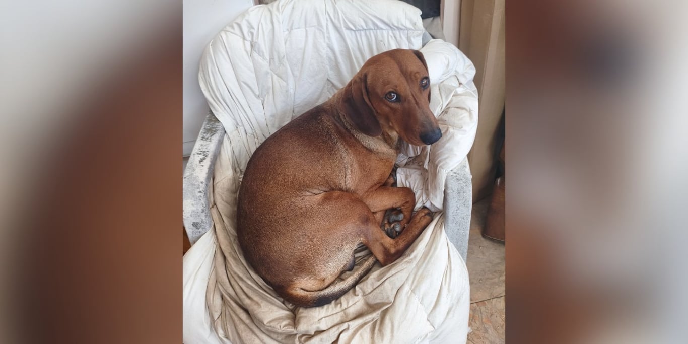 Segítséget kérünk a kutyusommal 🐾