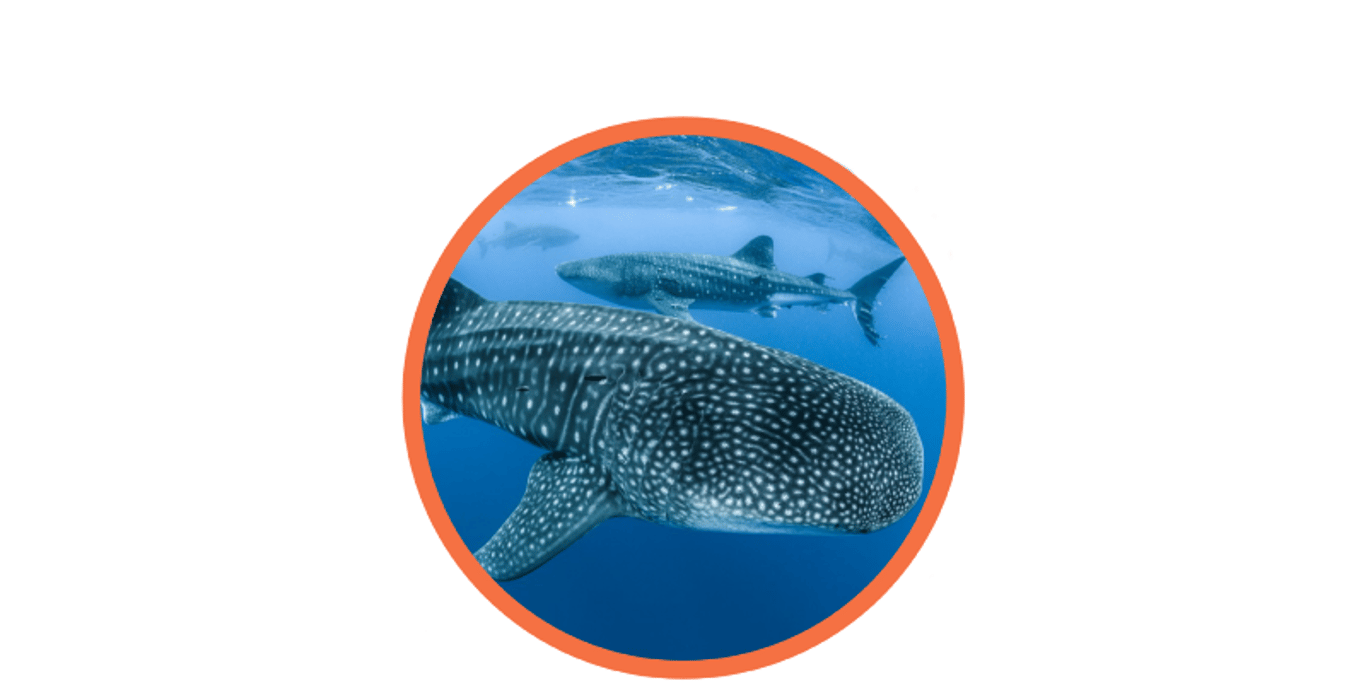 Whale Shark