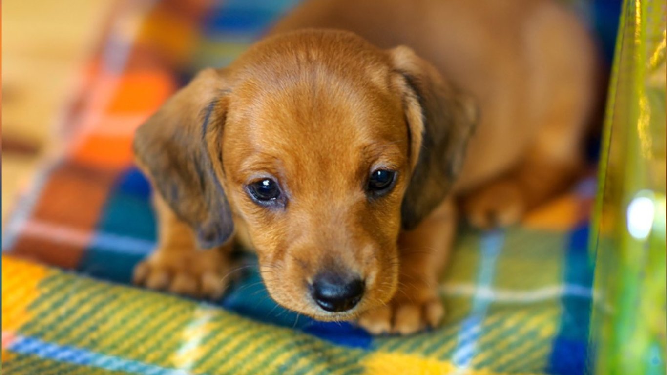 Urgent support for my pet