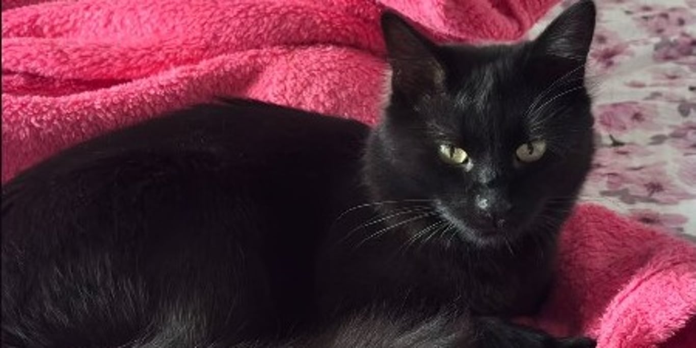 Help Bagheera Fight His Heart Disease