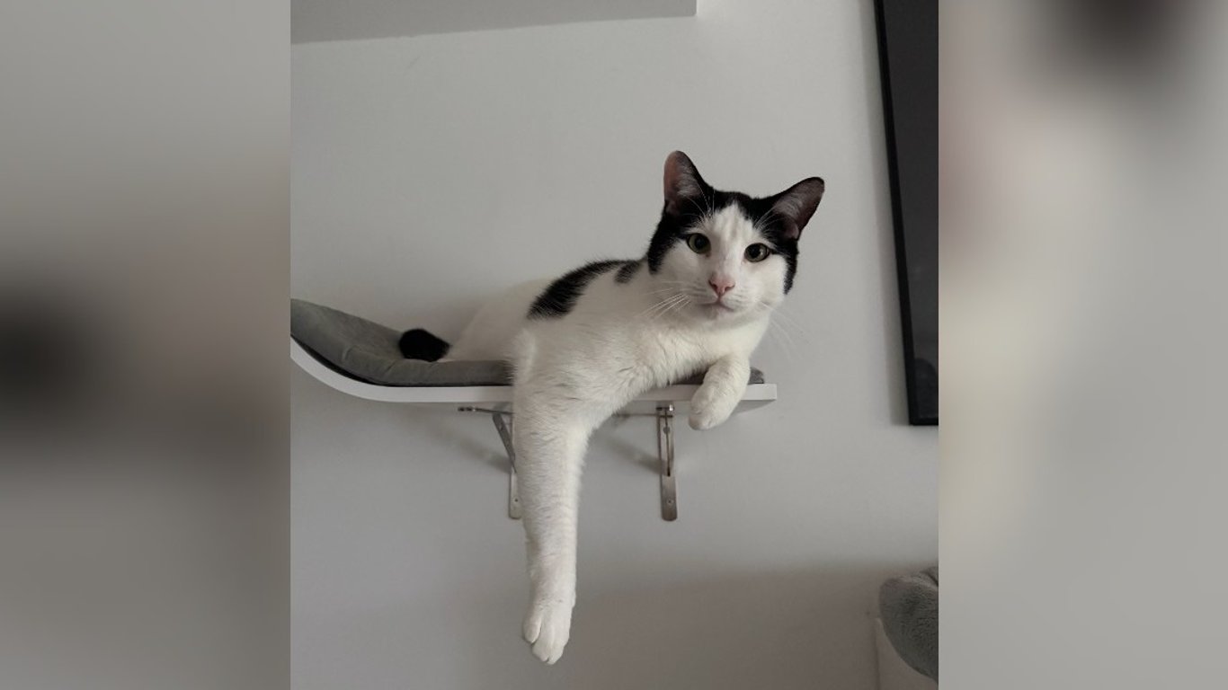 Tierarztkosten für Charly