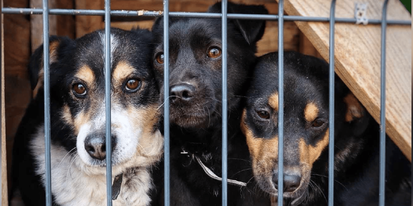 Help 320 Rescues Get Medical Care