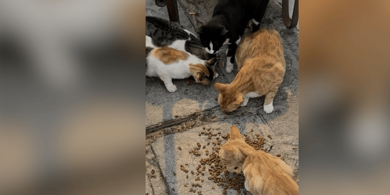 HELP ME FEED AND CARE FOR STRAY CATS LIVING ON THE STREETS OF BELGIUM