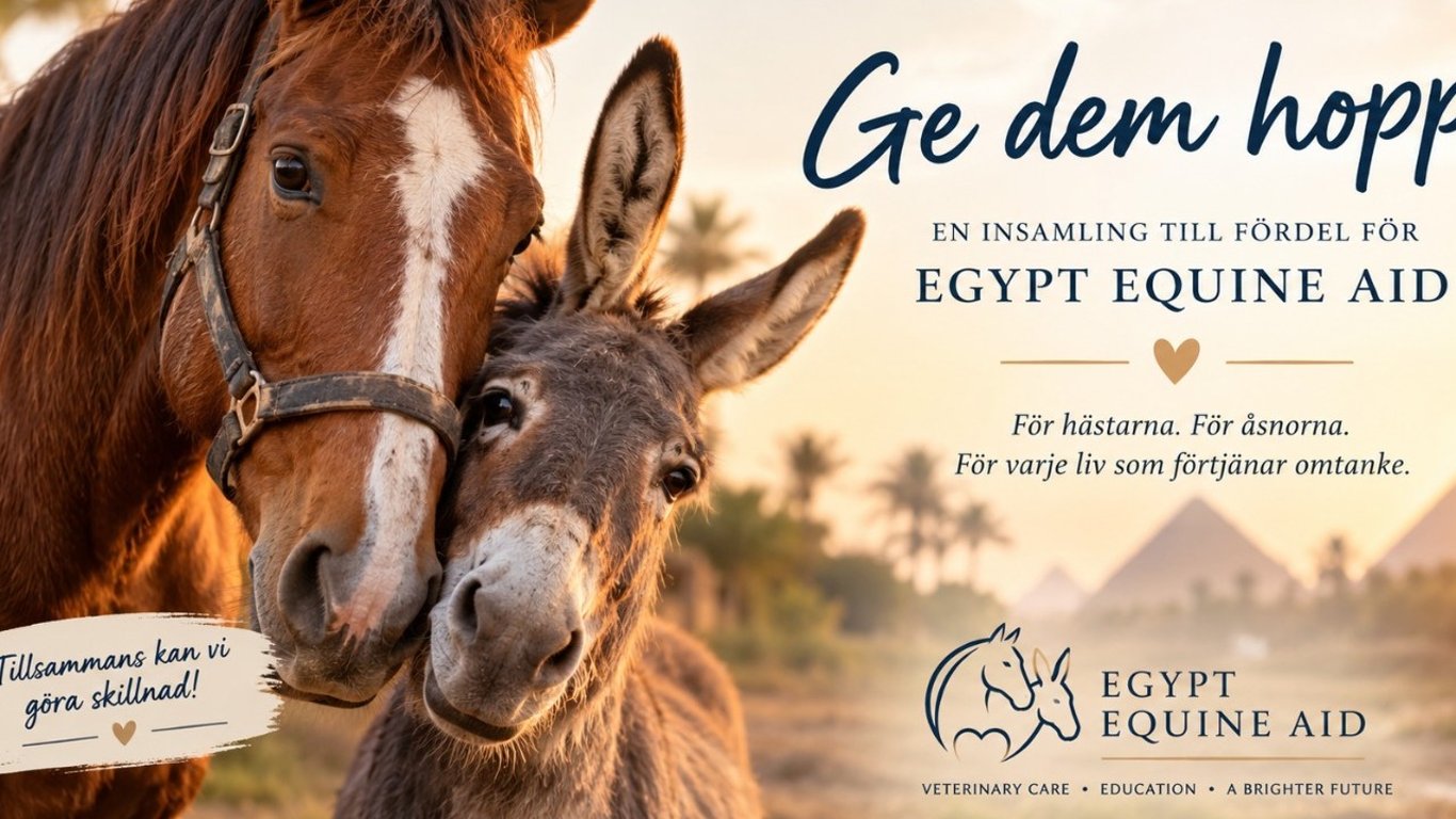 Give Them Hope – Supporting Egypt Equine Aid