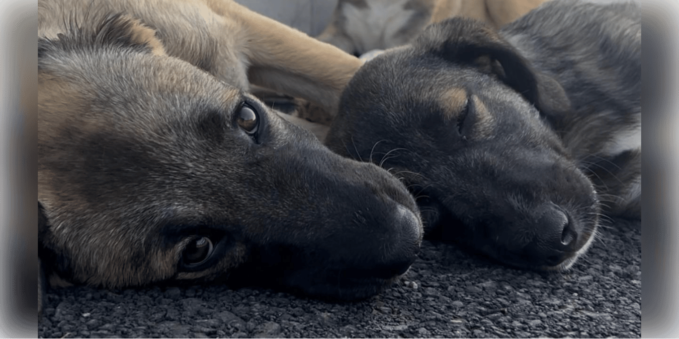 Stay Wonderful - Animal Love Mission