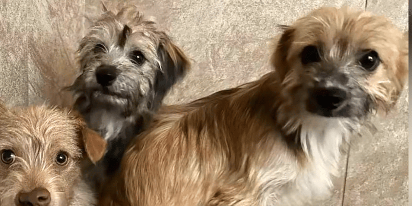 Help Us Rescue, Feed & Heal Abandoned Animals
