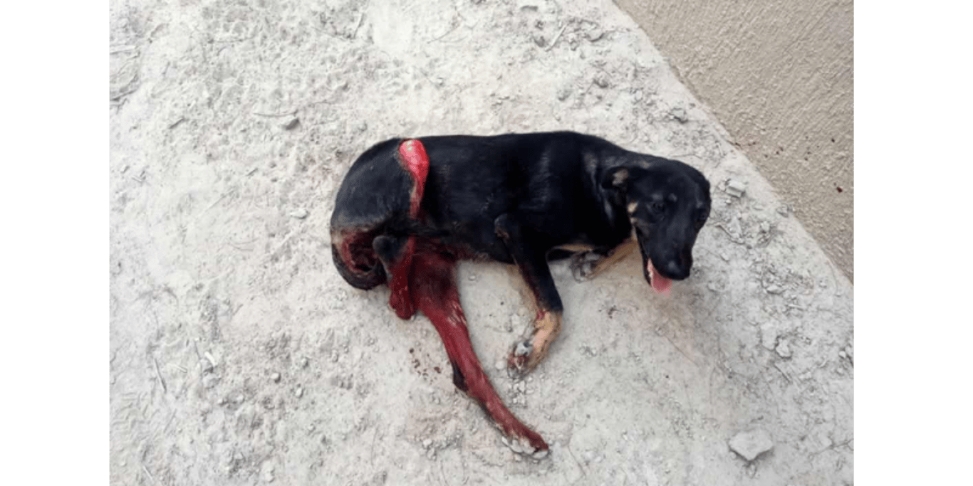 food and medications are needed for more than 300 rescued dogs
