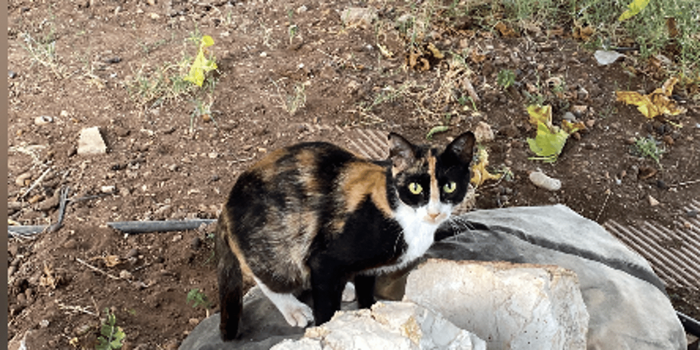 Paralio Astros Neutering Fundraising