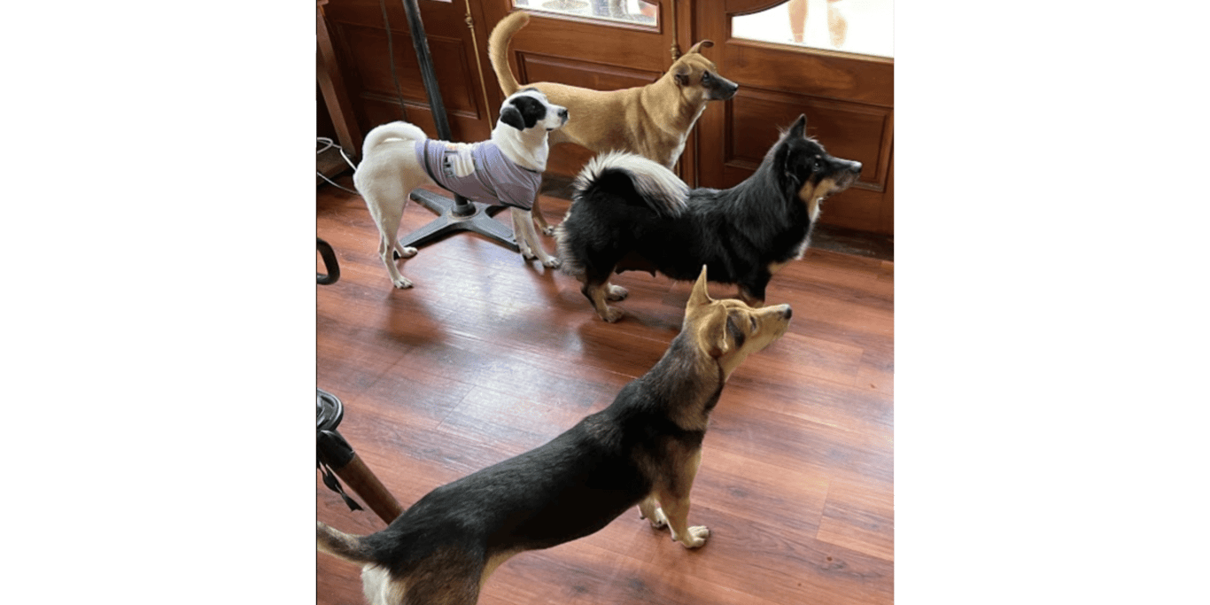 Running a marathon for the dogs