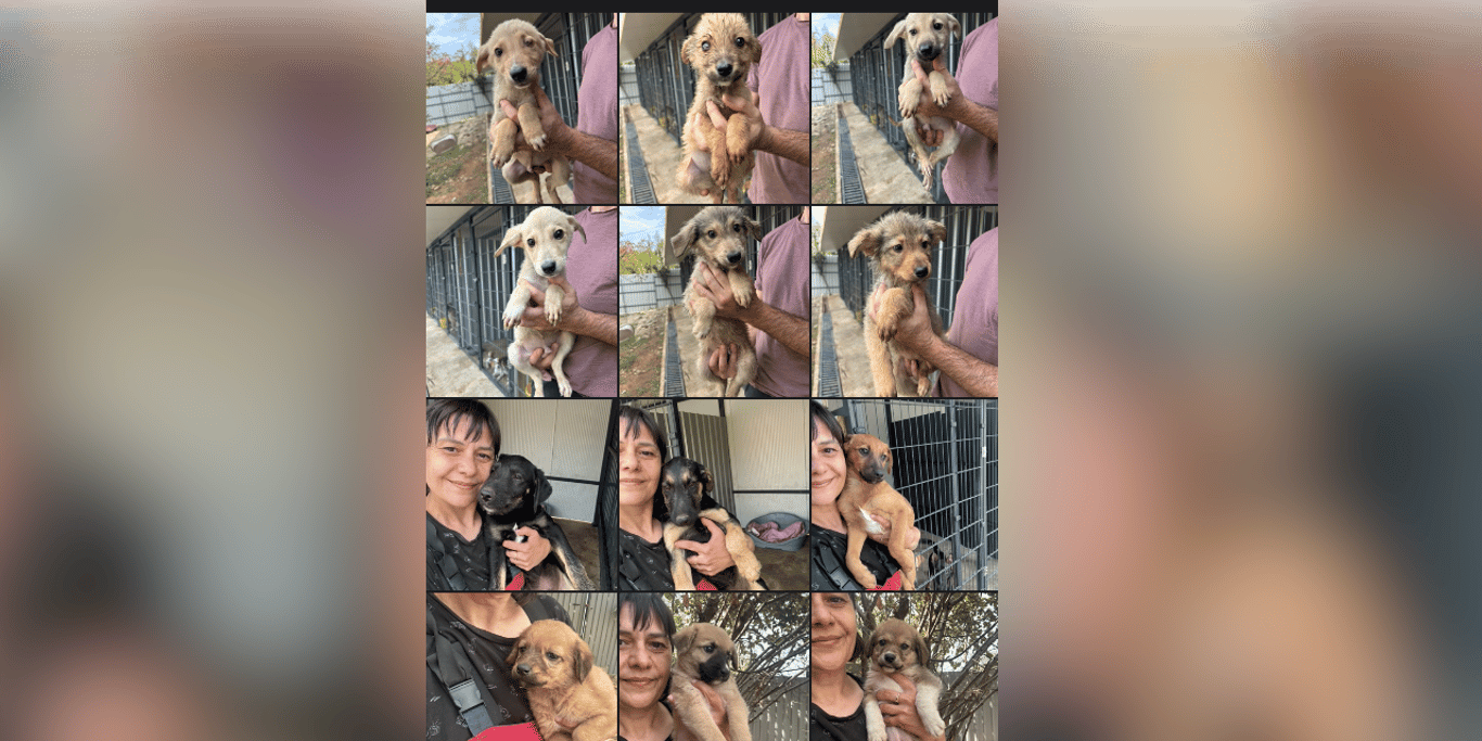 🚨 60 DOGS. 15 BABIES. £1,500 NEEDED EVERY MONTH. 💔