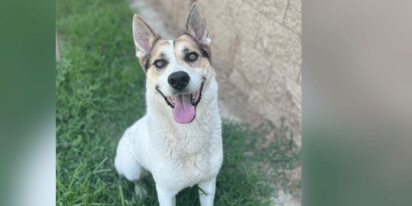 Help Save Our Shelter