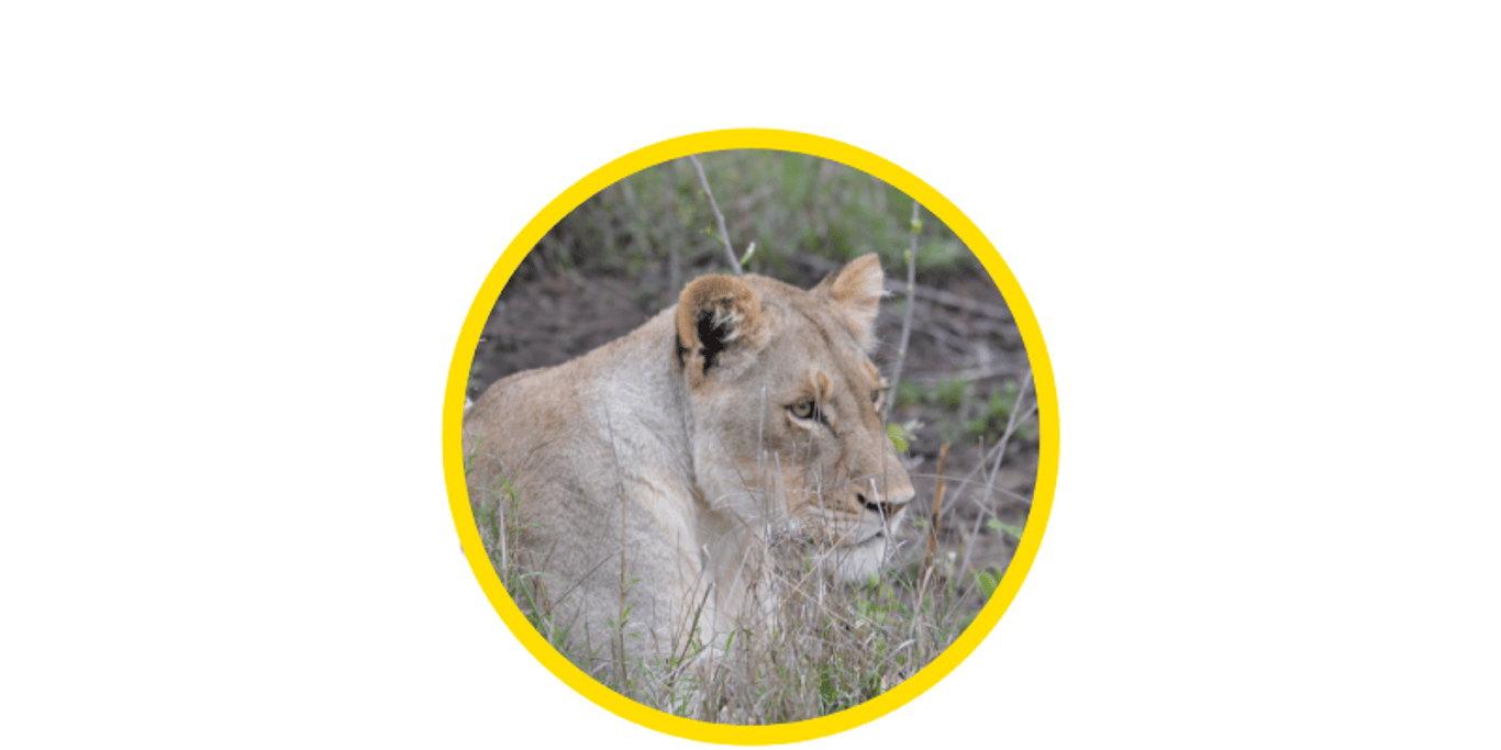 African Lion