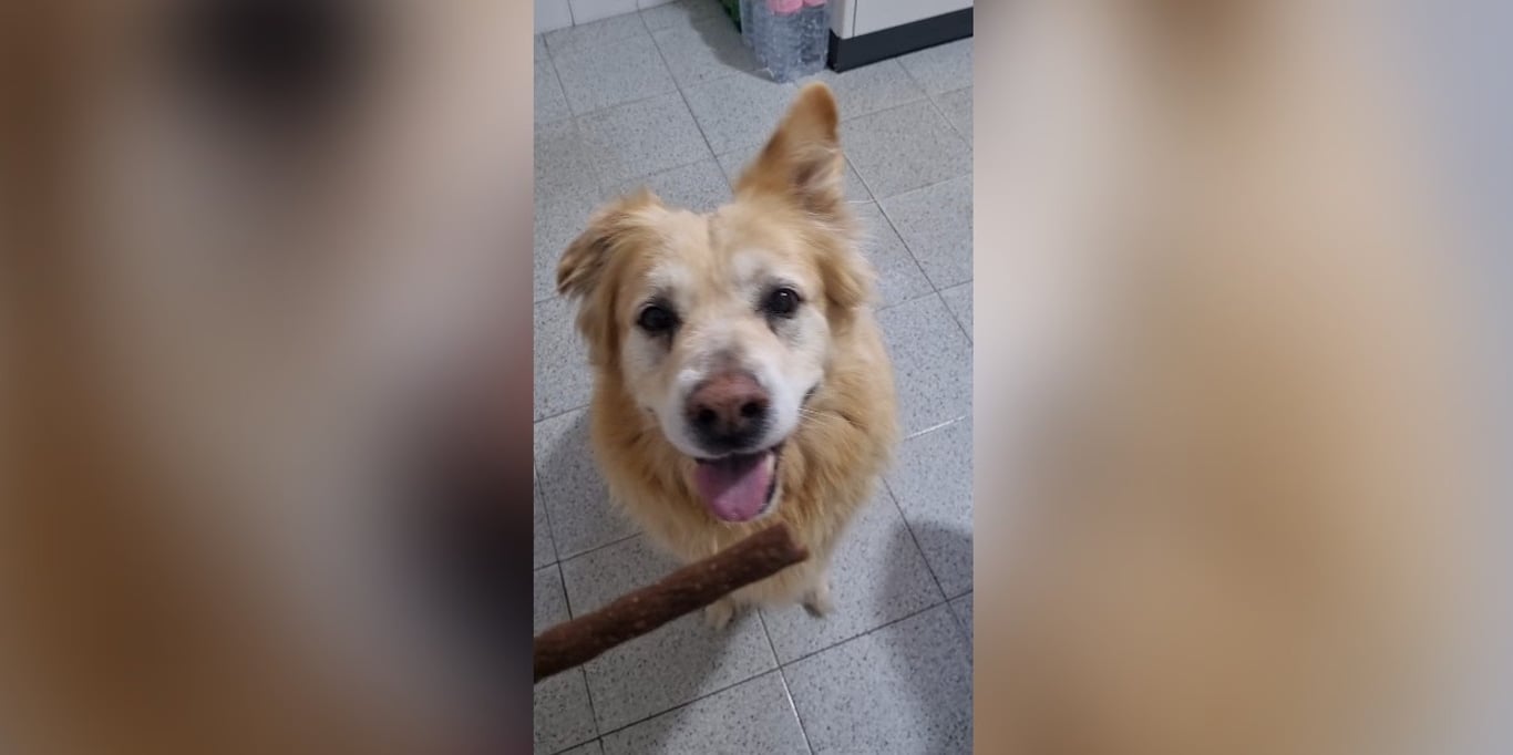 I protect my home and my 16yo dog, help us breathe / 我竭尽全力保住家并照顾16岁的爱犬