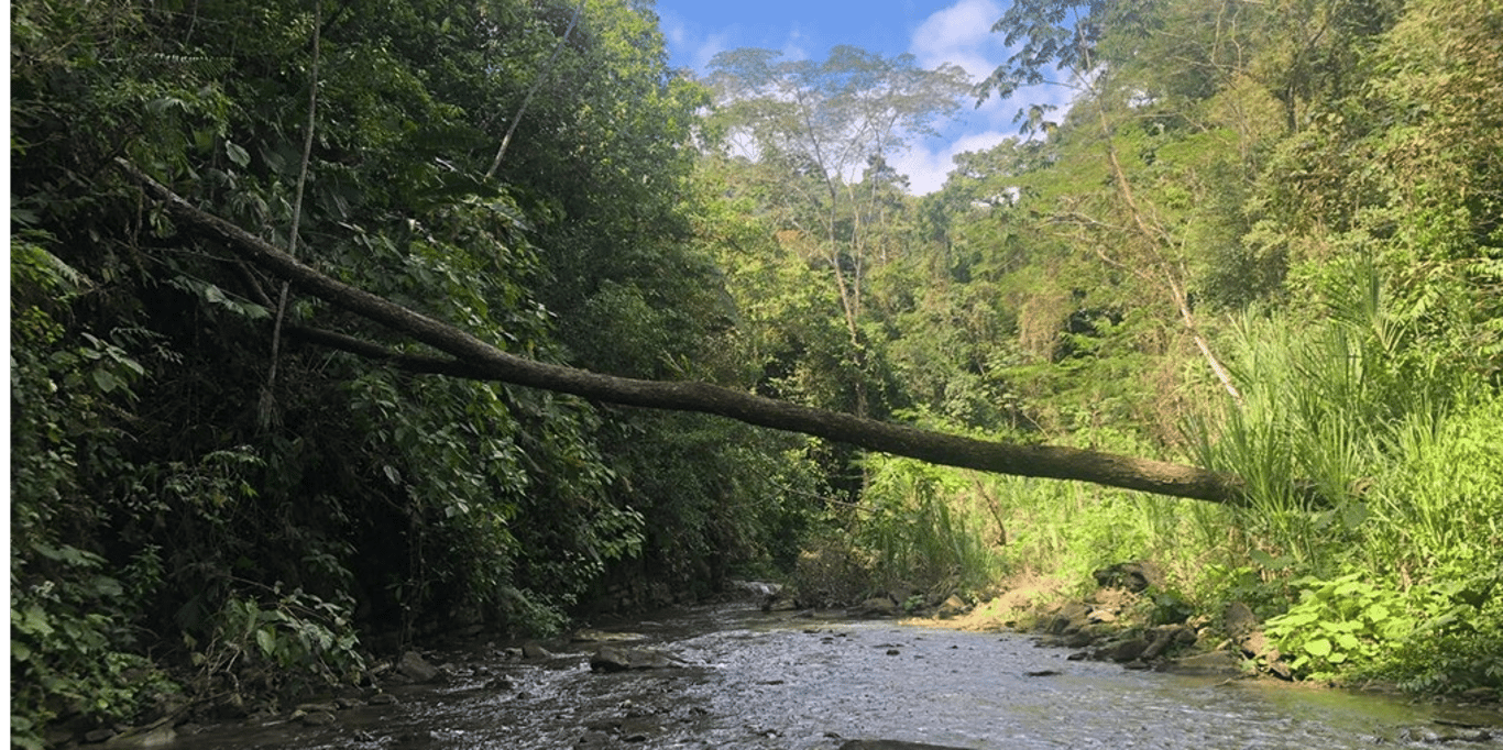 Connecting the highest mountain in Costa Rica with the Caribbean Coast