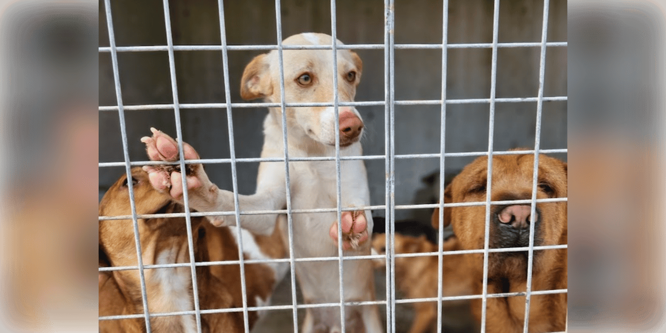 Paws for Marbella - Hver hund fortjener en chance til.