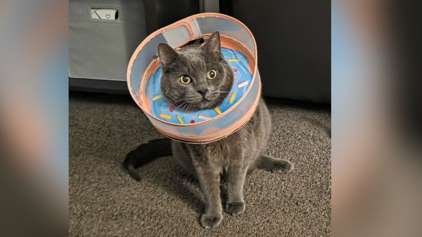 Help Percy Get Tail Surgery