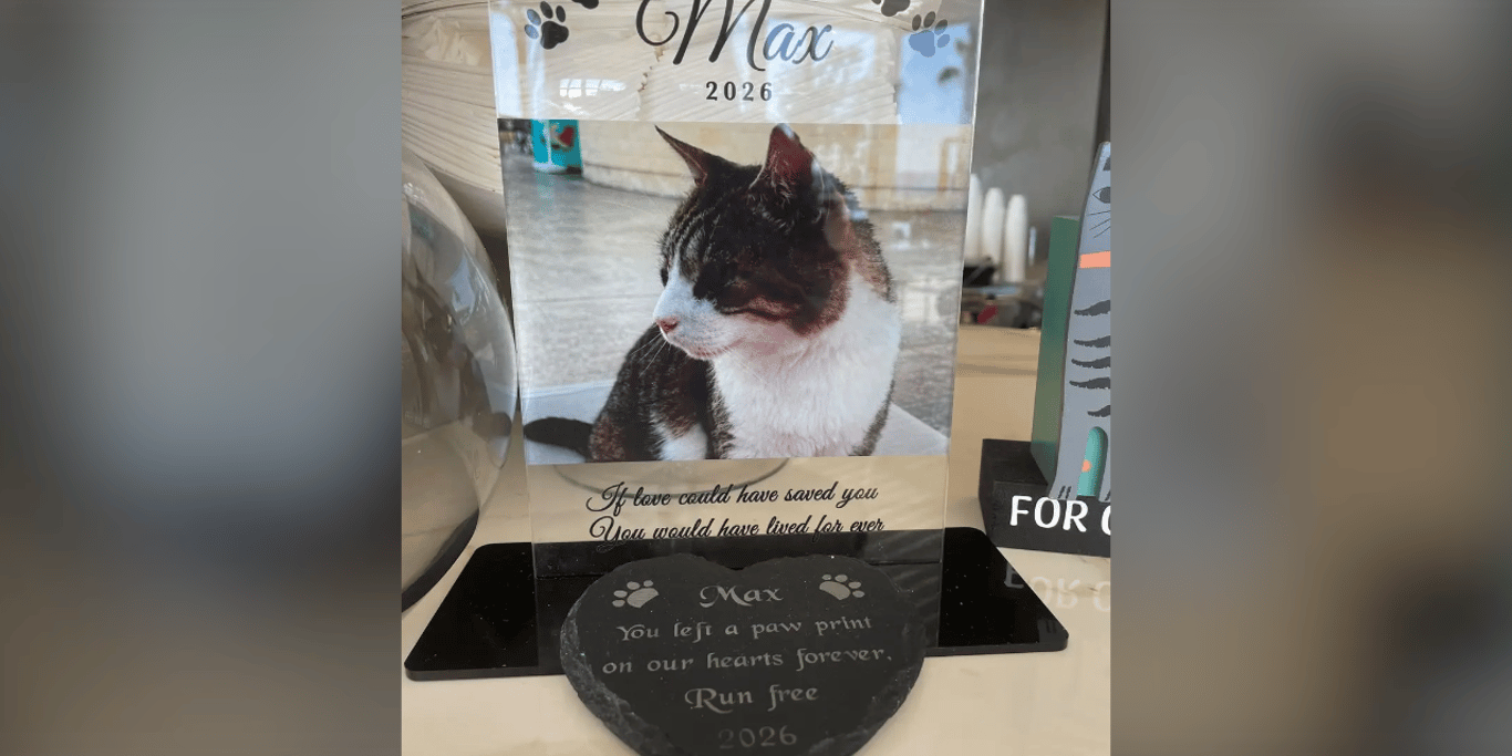 Preserving the Purrfect Paws of Paphos