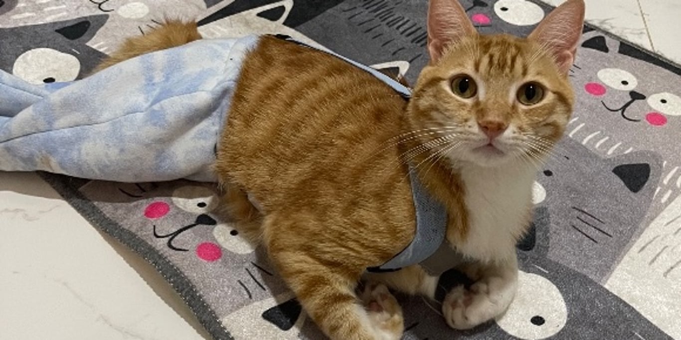 Help Save Simba & Mufasa’s Lives 💔
