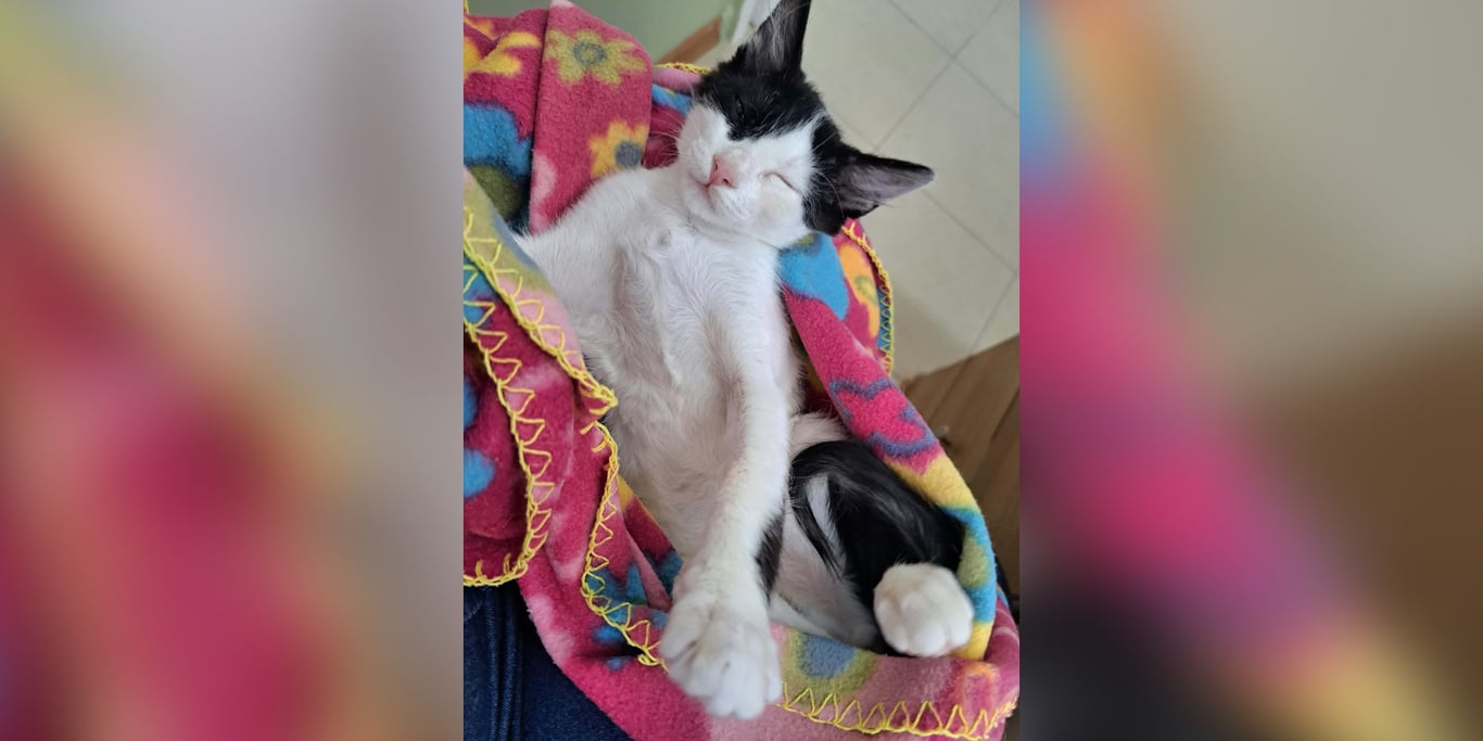 Please help us help the sick and injured cats of Kalymnos - Final Appeal