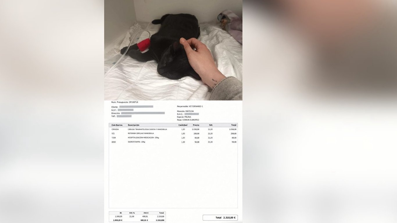 🐾 AYUDA OPERACIÓN GATITA