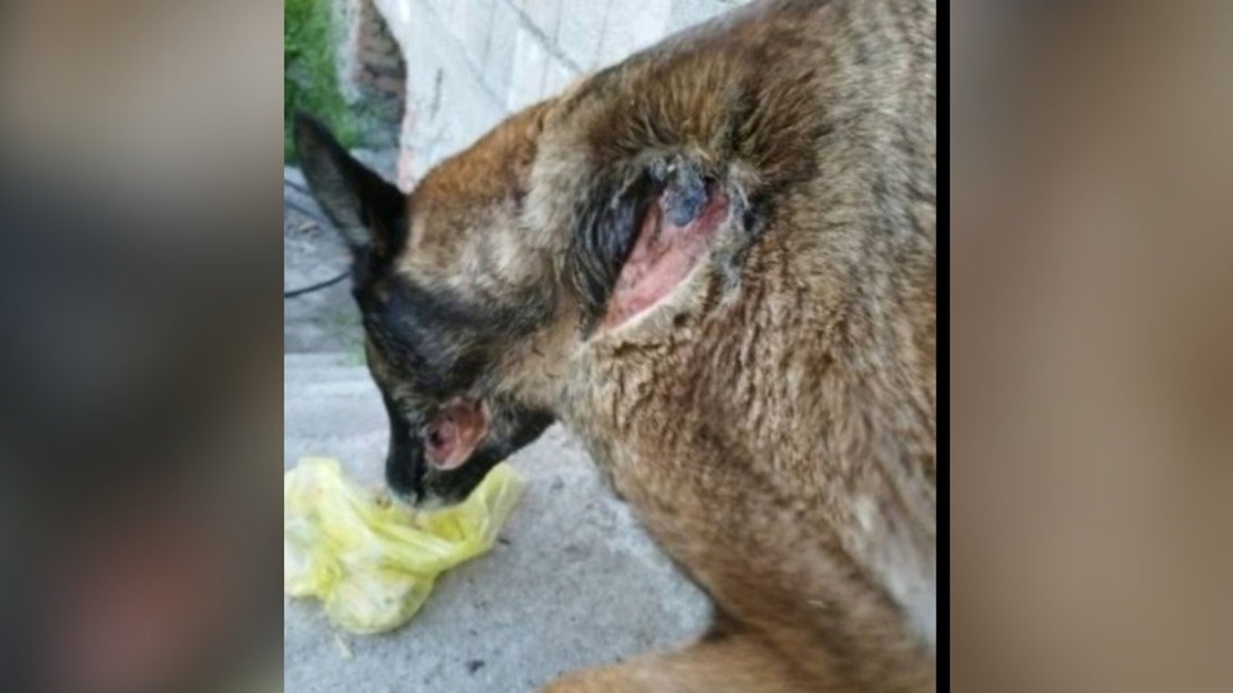 💔🐶 МОЛЯ ВИ, ПОМОГНЕТЕ МУ ДА ПРОХОДИ!