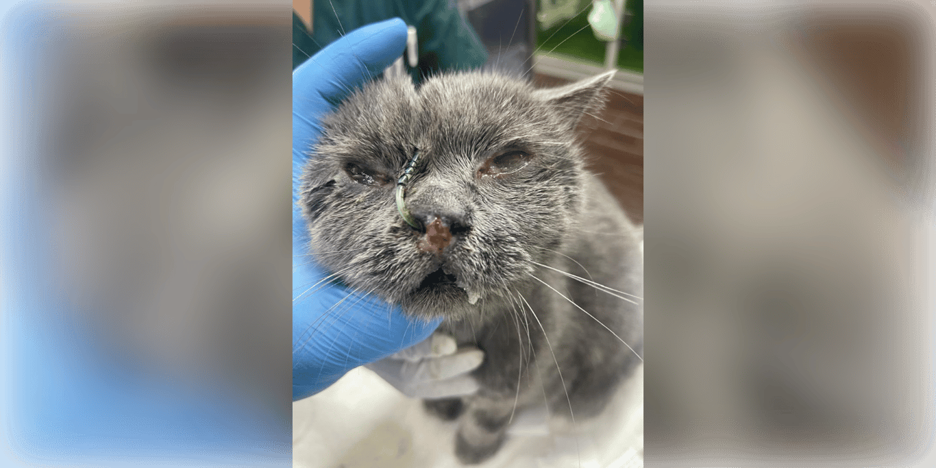 Help Barkoba Fight Kidney Disease & MDR Bacteria Infection