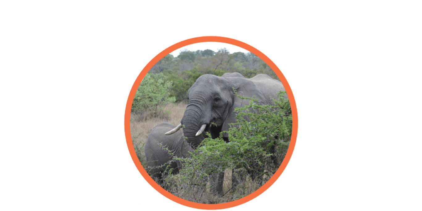 African Savanna Elephant