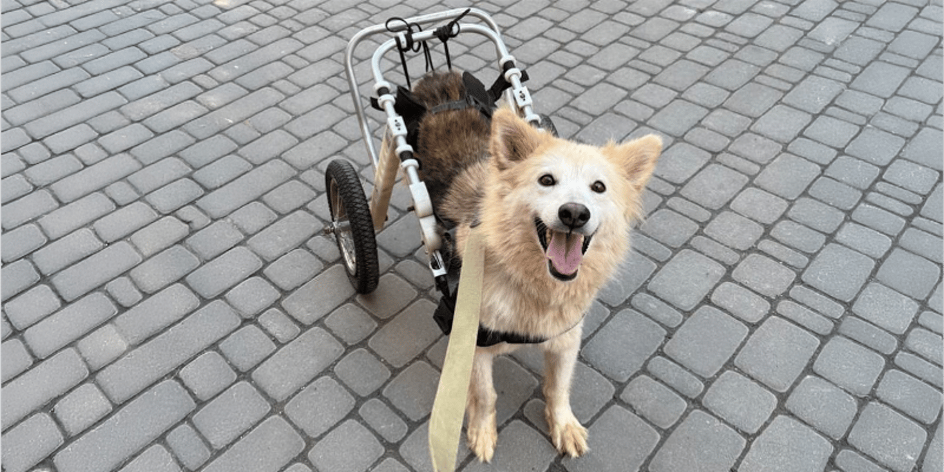 Help Ukraine’s Largest Special-Needs Animal Shelter