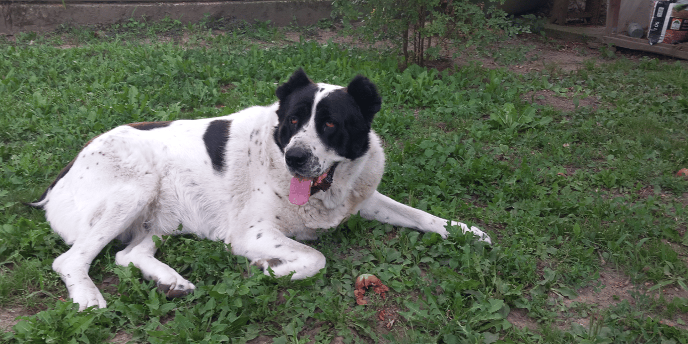 Help 6-year-old Central Asian Shepherd Dog Tara walk again.!