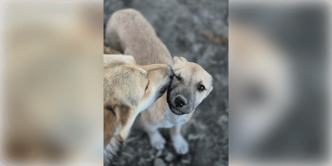 Essential monthly food fund for 160+ rescued animals
