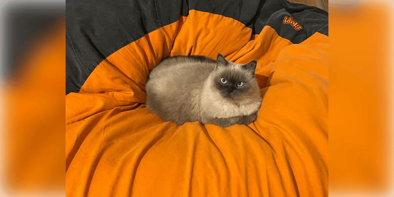 Segíts megmenteni Mango, egy élni akaró balinéz angyal életét!