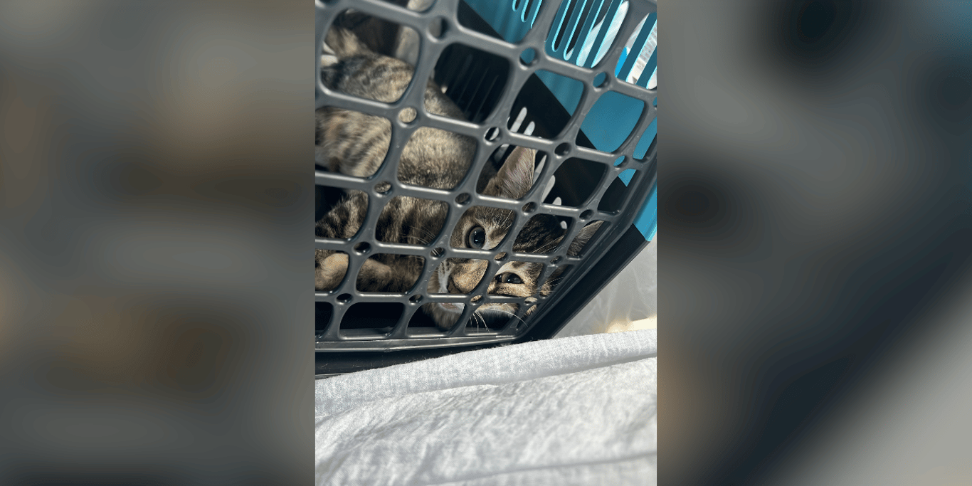 Help a Tiny Stray Kitten Breathe and Walk Again