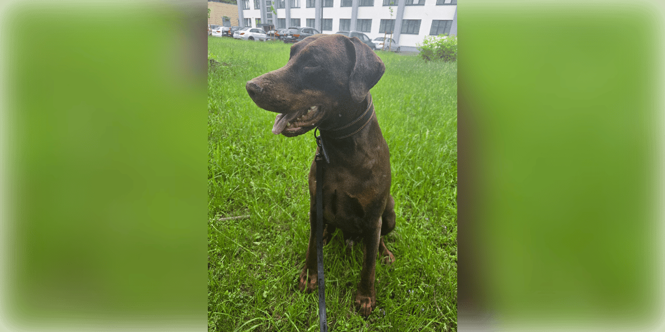 Please help Leo fight Cancer