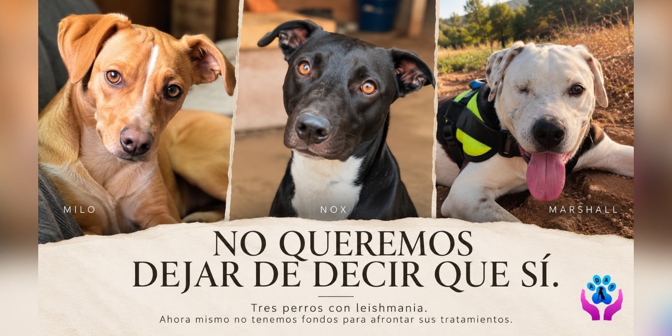NO QUEREMOS DEJAR DE DECIR QUE SÍ.